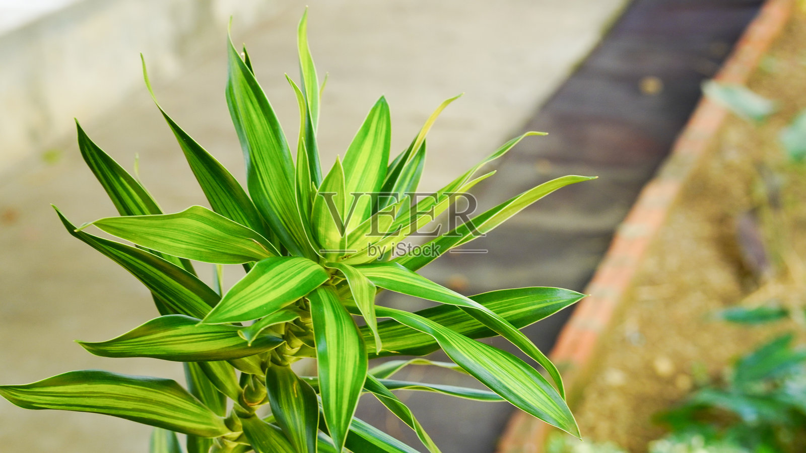 Krokot Mawar或马齿苋是一种原产于阿根廷、巴西、乌拉圭的多肉开花植物，常在花园中栽培。它有许多常见名称，如苔藓玫瑰、十点钟和翼荚马齿苋。照片摄影图片