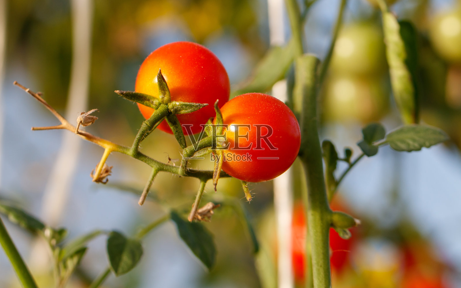 两颗成熟的红番茄挂在植物上照片摄影图片