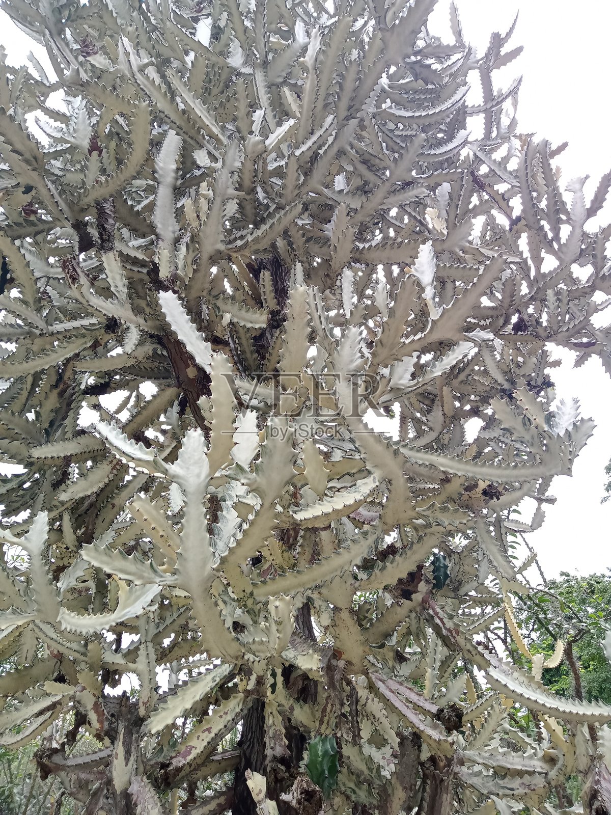 仙人掌可以在没有水的情况下生长很长时间。仙人掌通常生长在干燥的地区（沙漠）。照片摄影图片