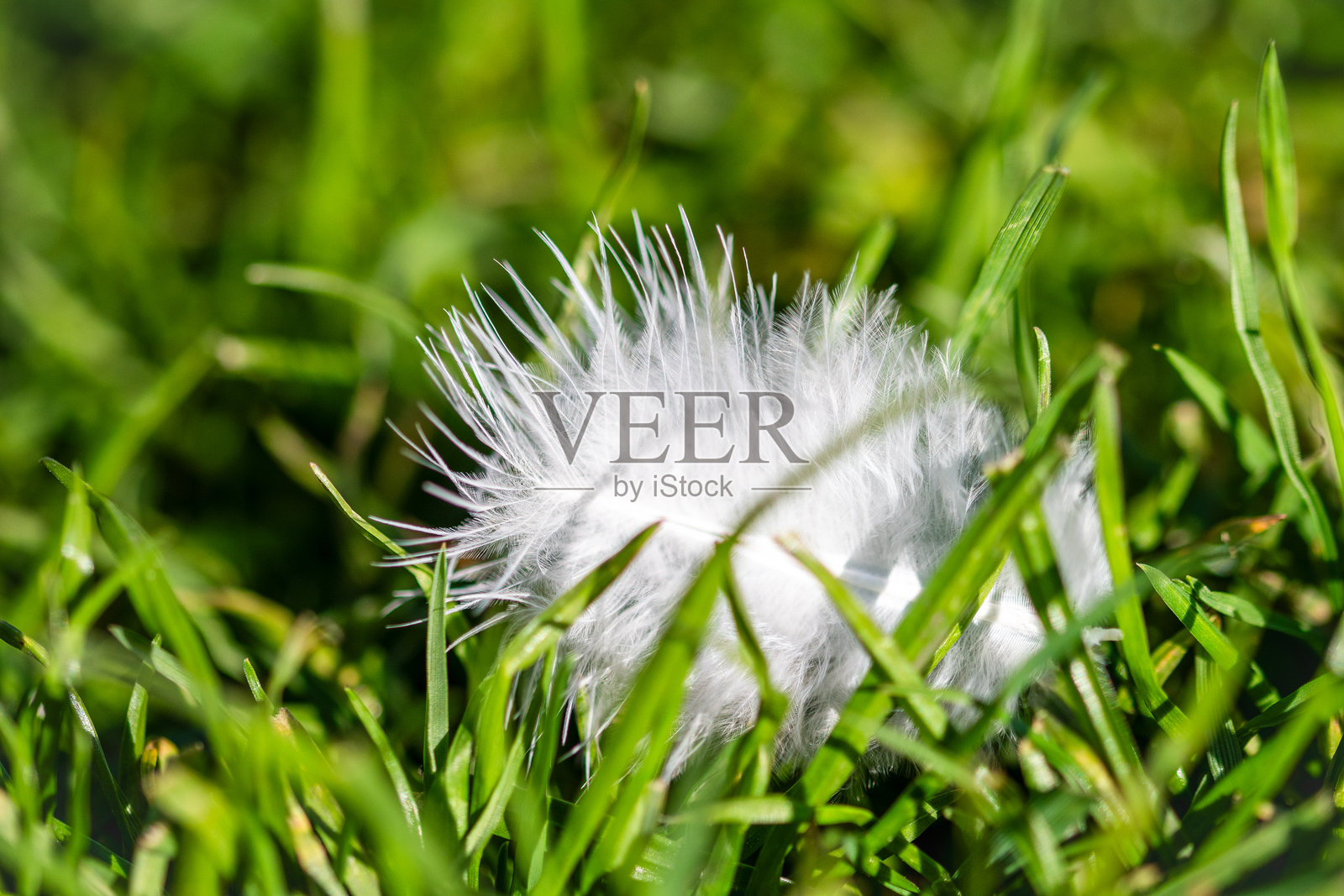 一根羽毛照片摄影图片