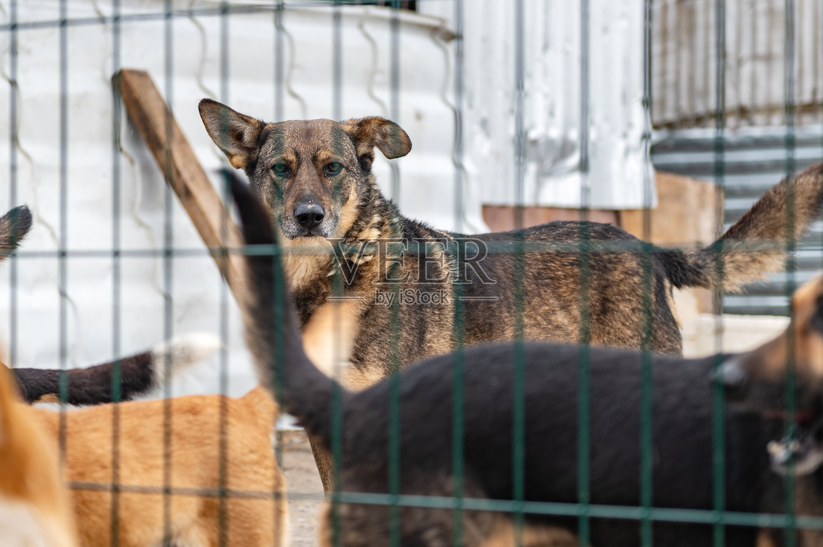 动物收容所里的狗。无家可归、悲伤的狗在笼子里。照片摄影图片