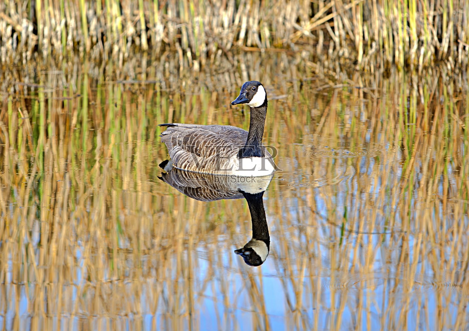 水面上的加拿大鹅照片摄影图片