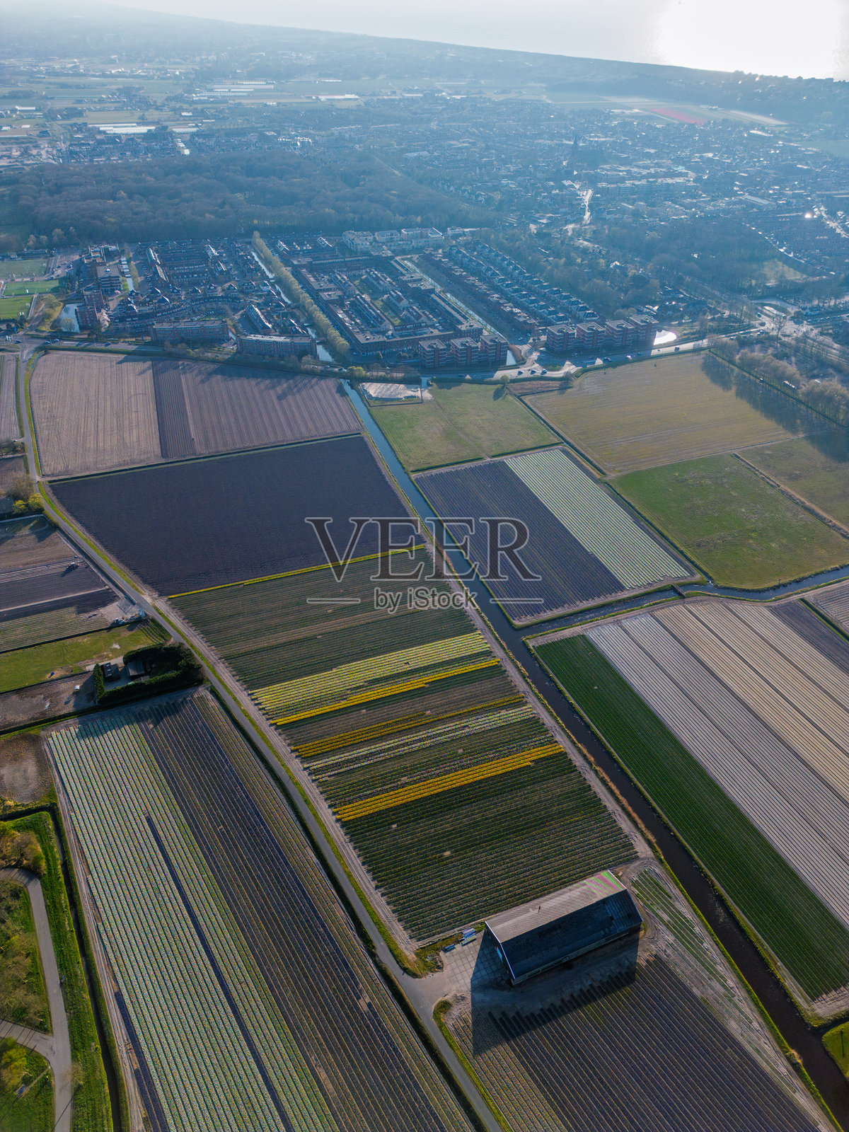 鸟瞰盛开的郁金香花田，色彩斑斓的花朵在乡村风景中排列成行，附近有道路、农场和远处的城镇，蓝天清澈。照片摄影图片
