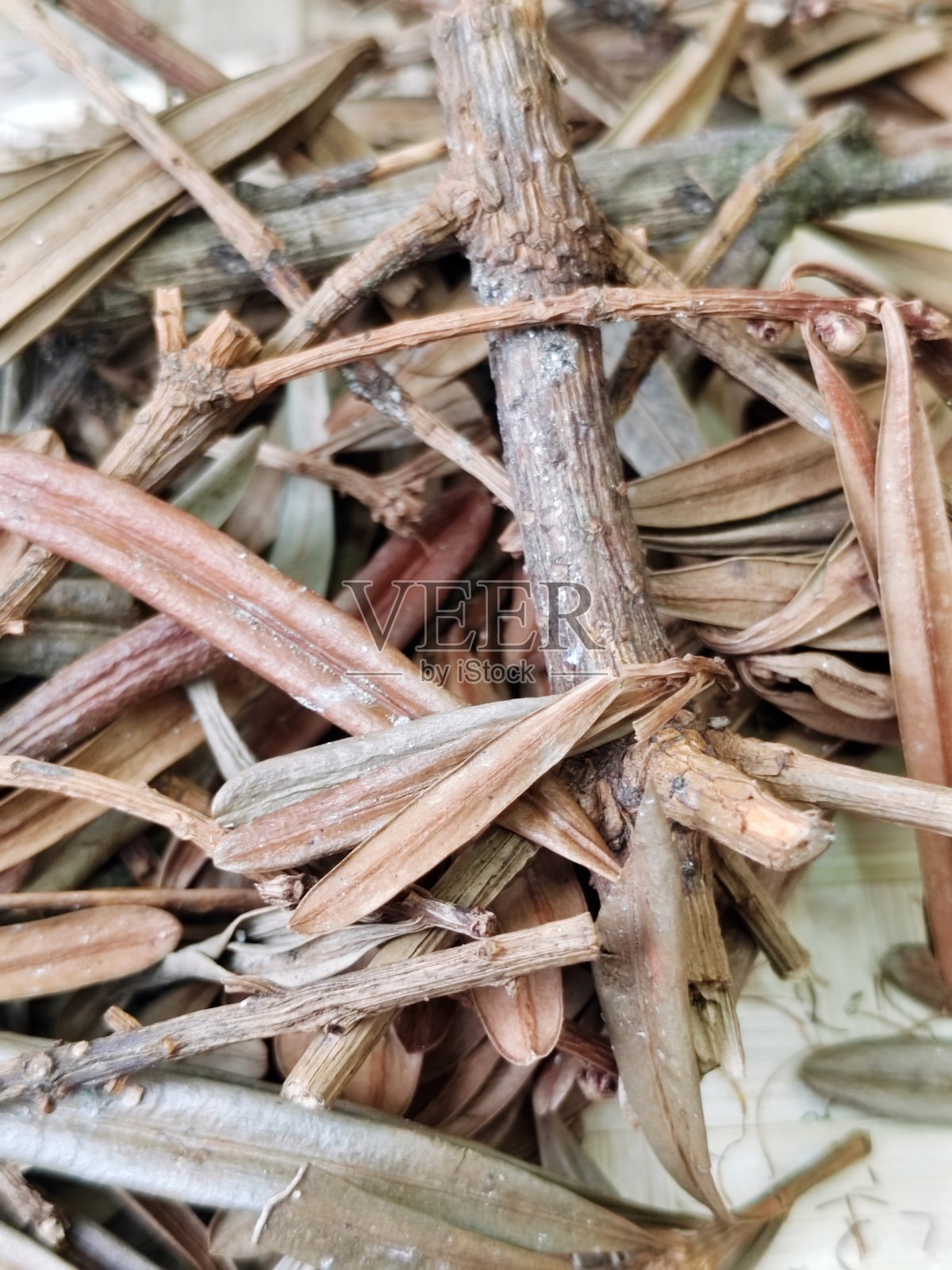 莫氏石松草照片摄影图片