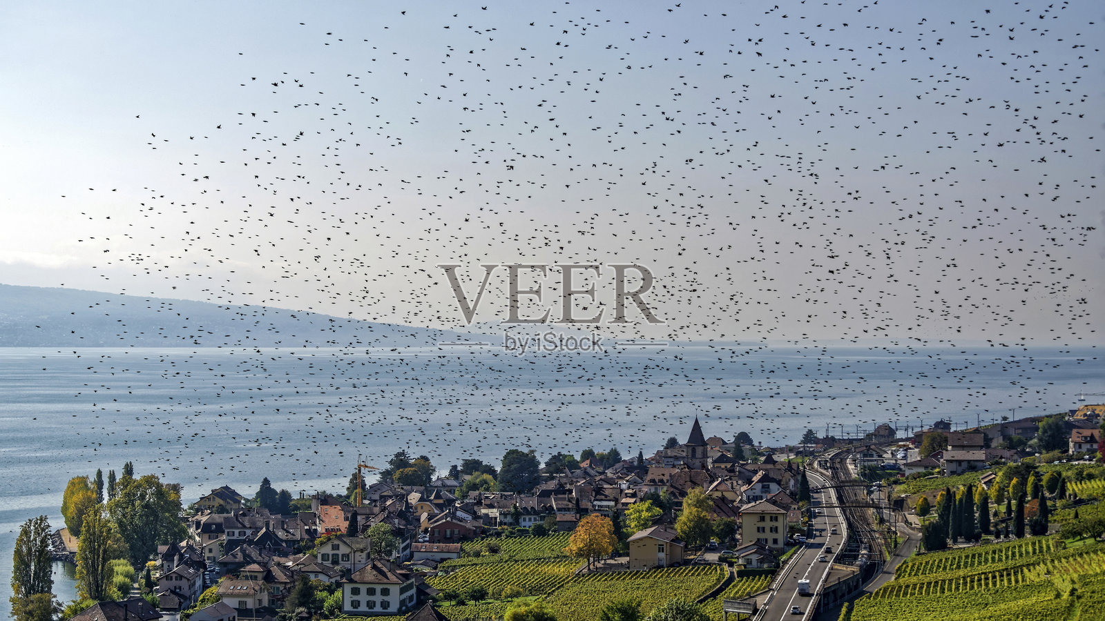 一群星鸦飞过拉沃的梯田葡萄园照片摄影图片