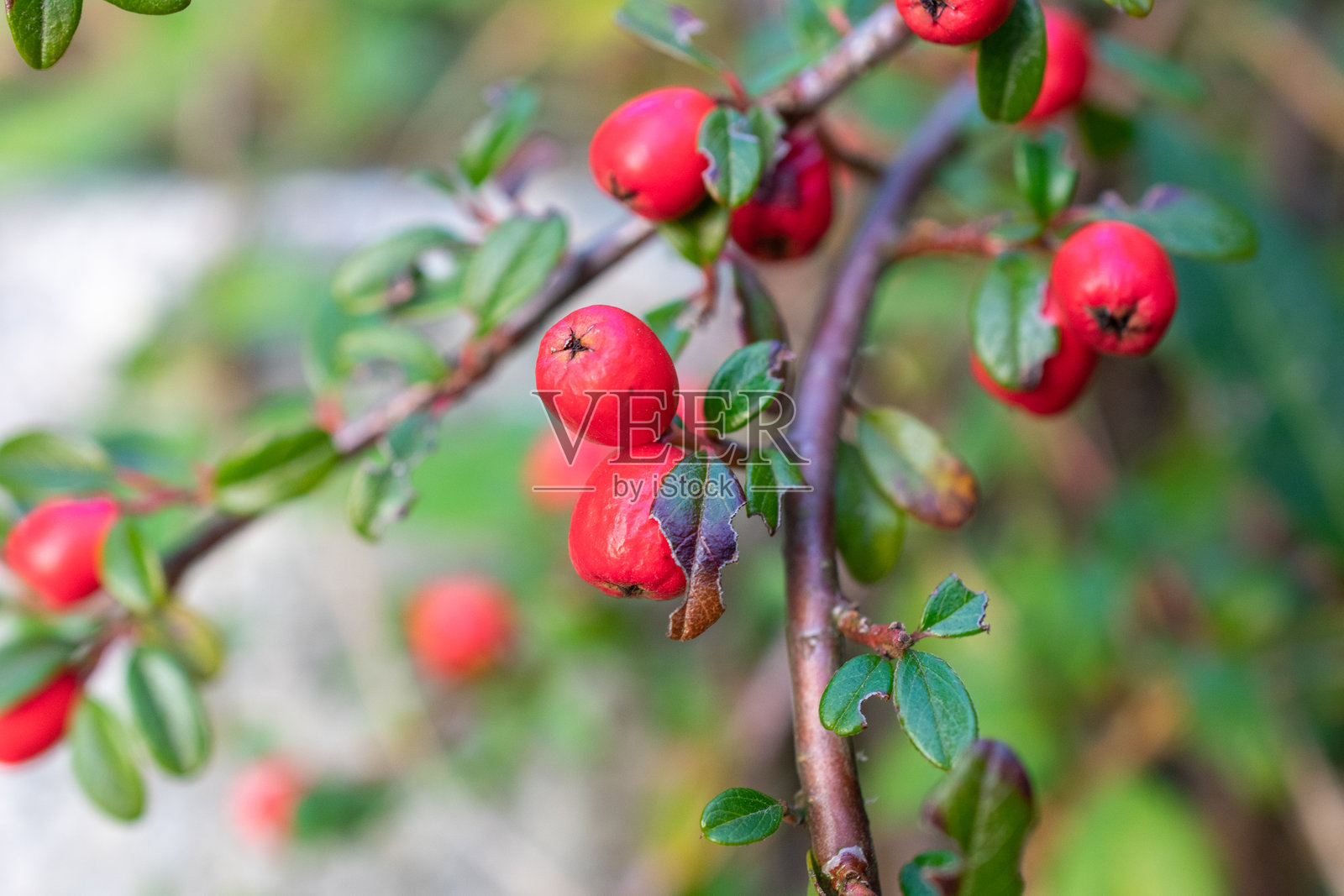 带有红色浆果的树枝。树枝是棕色的，叶子是绿色的。照片摄影图片