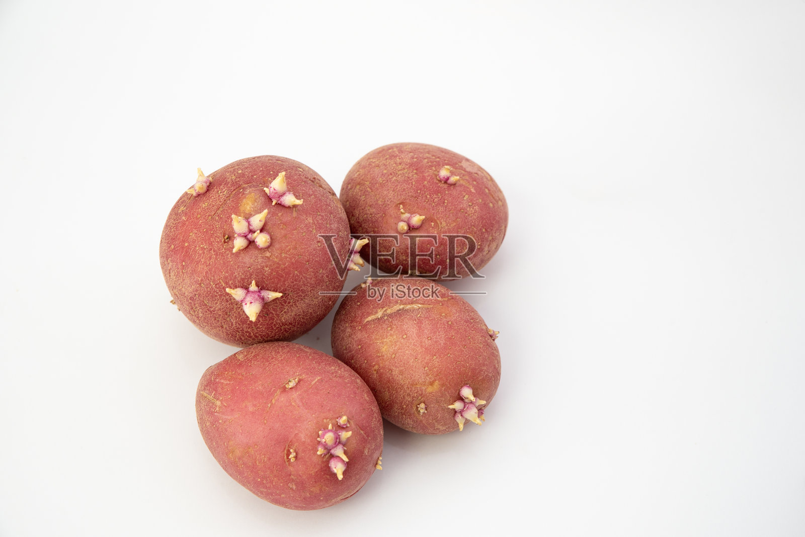 白色背景上的发芽土豆照片摄影图片