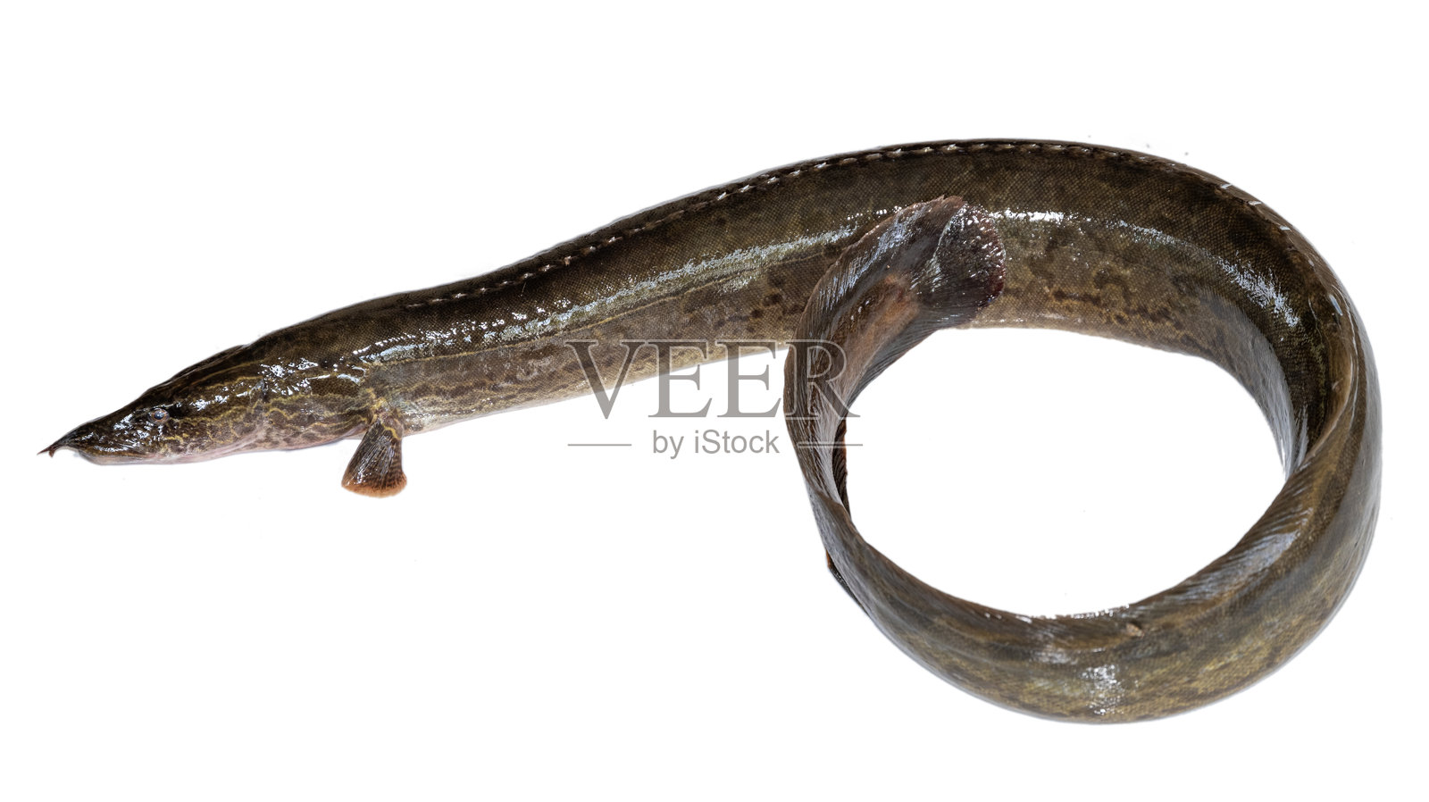 印度鳗鱼（Anguilla bengalensis）在白色背景上照片摄影图片