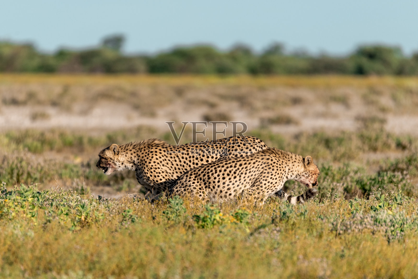 非洲博茨瓦纳的猎豹 - 在野生动物园中照片摄影图片
