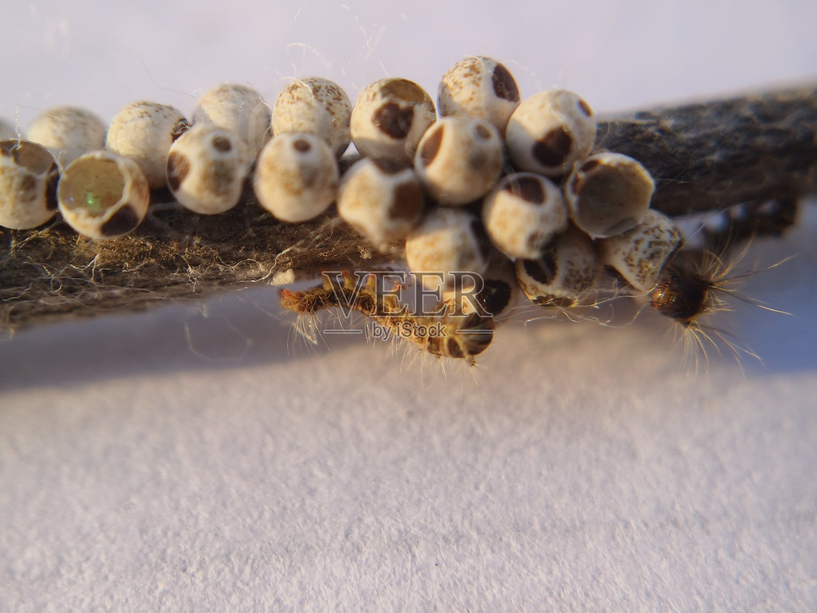 蛾幼虫从卵中孵化出来照片摄影图片