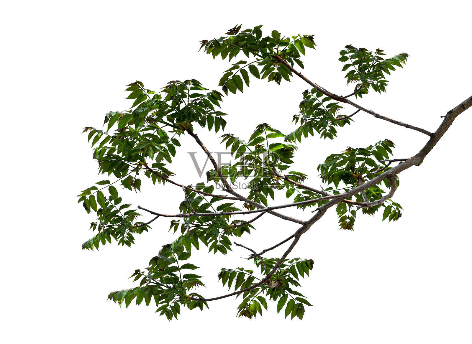 白色背景上的年轻香樟树枝照片照片摄影图片