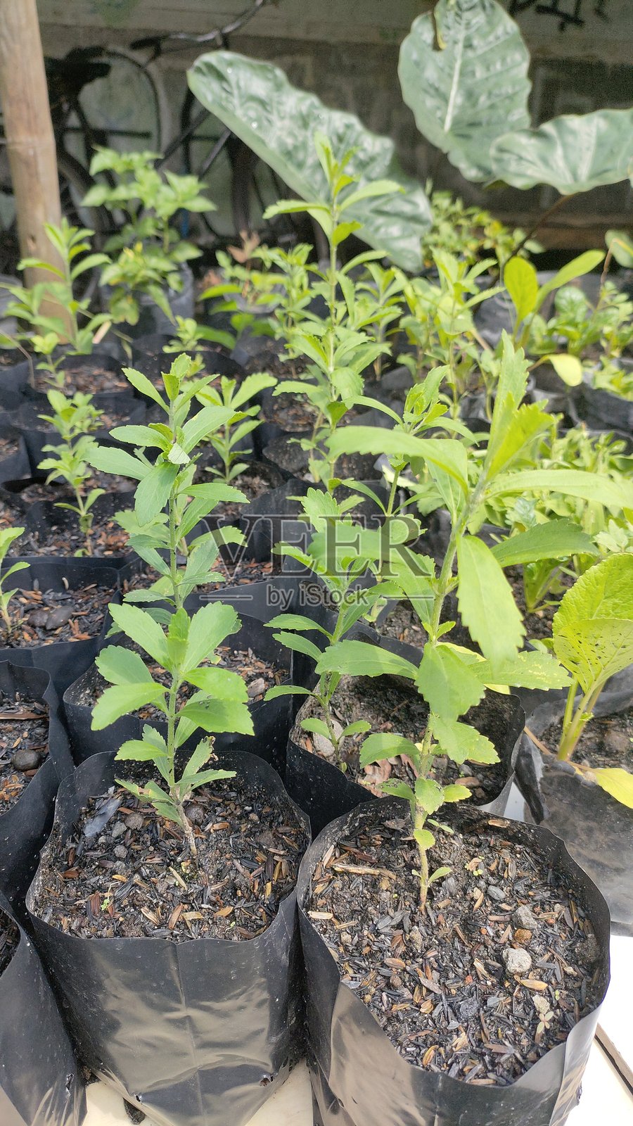 塑料种植袋中的甜叶菊幼苗照片摄影图片