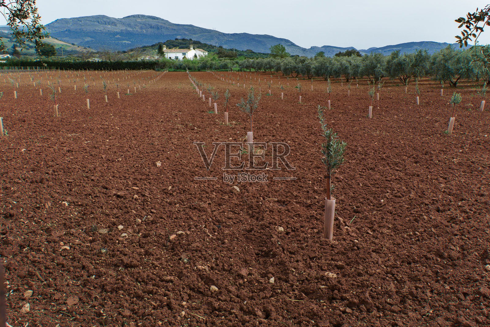 西班牙红土种植园中生长的年轻橄榄树照片摄影图片