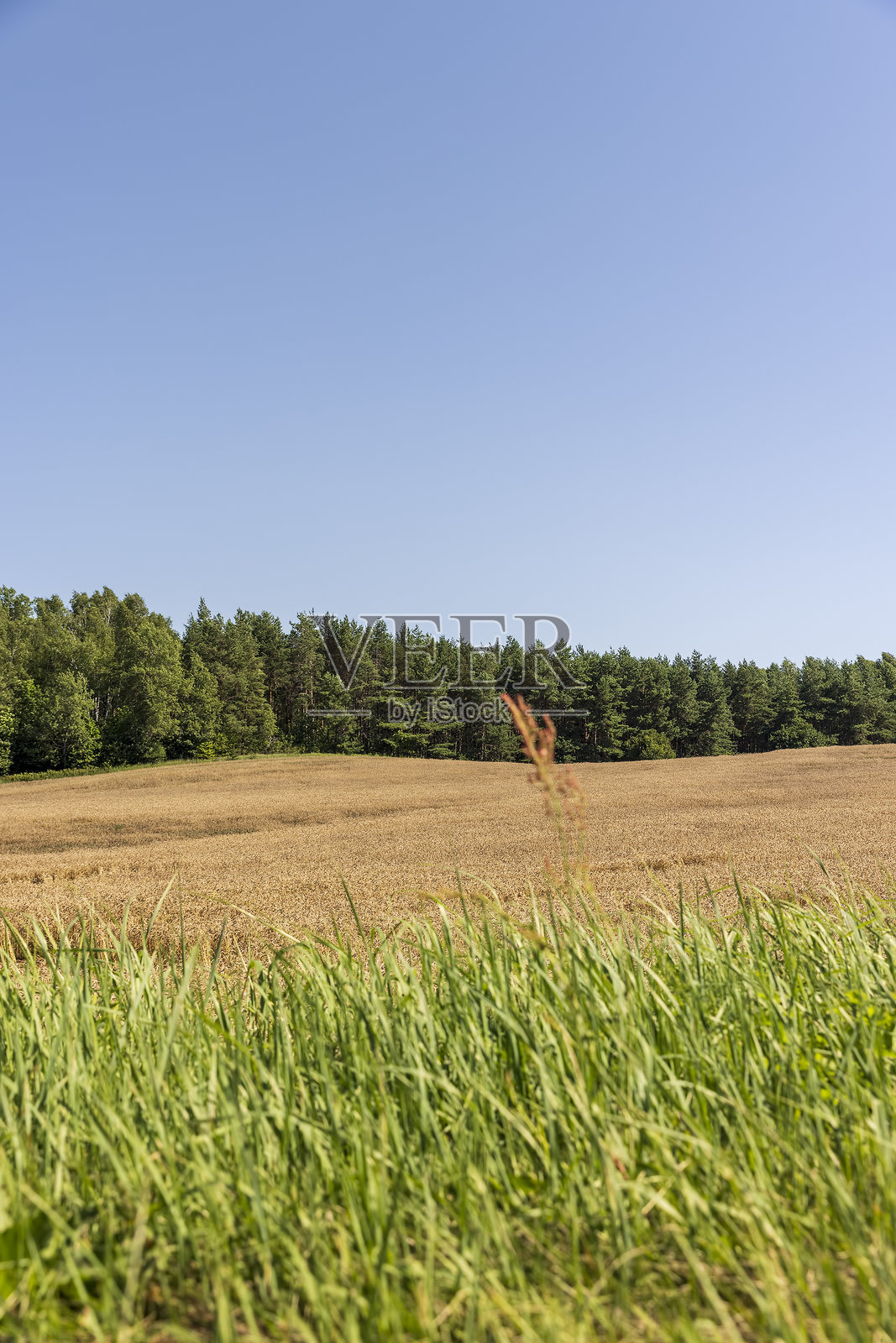 炎热夏季天气下金色的麦田与成熟的麦穗照片摄影图片