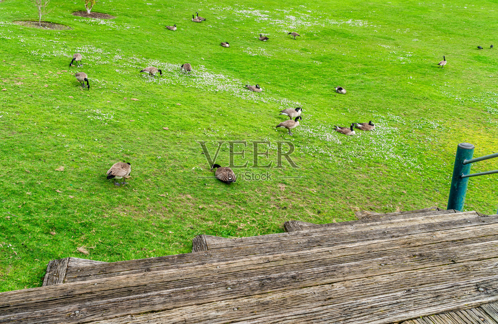 伦顿公园的鸟类照片摄影图片