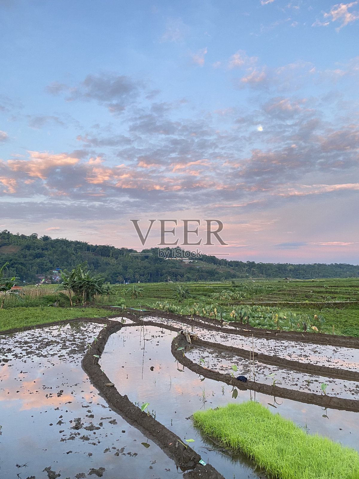 稻田中的倒影照片摄影图片