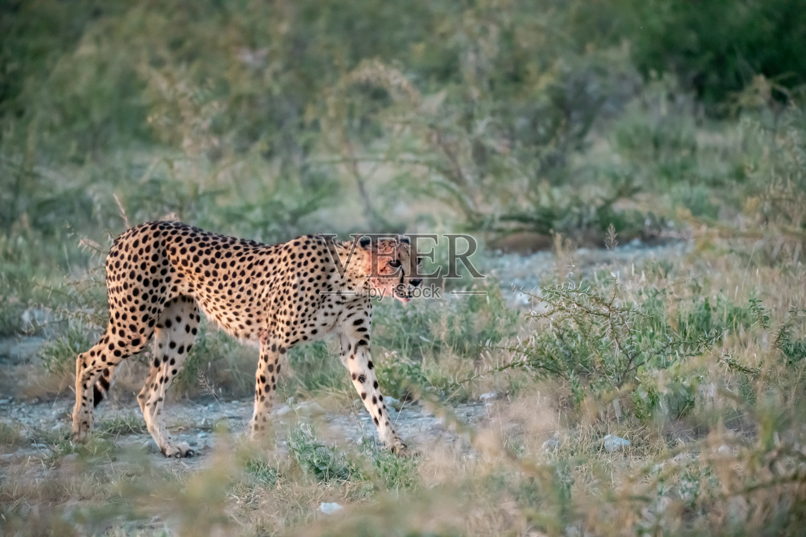 非洲博茨瓦纳的猎豹 - 在野生动物园中照片摄影图片