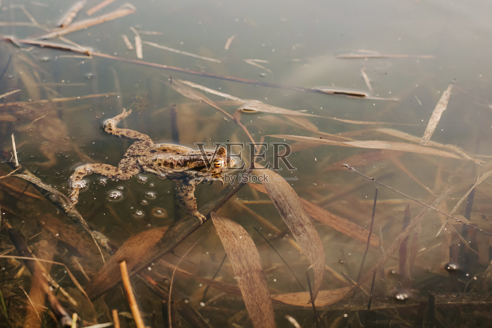青蛙探出水面 - 两栖动物的觉察，湿地野生动物与宁静的自然观察照片摄影图片