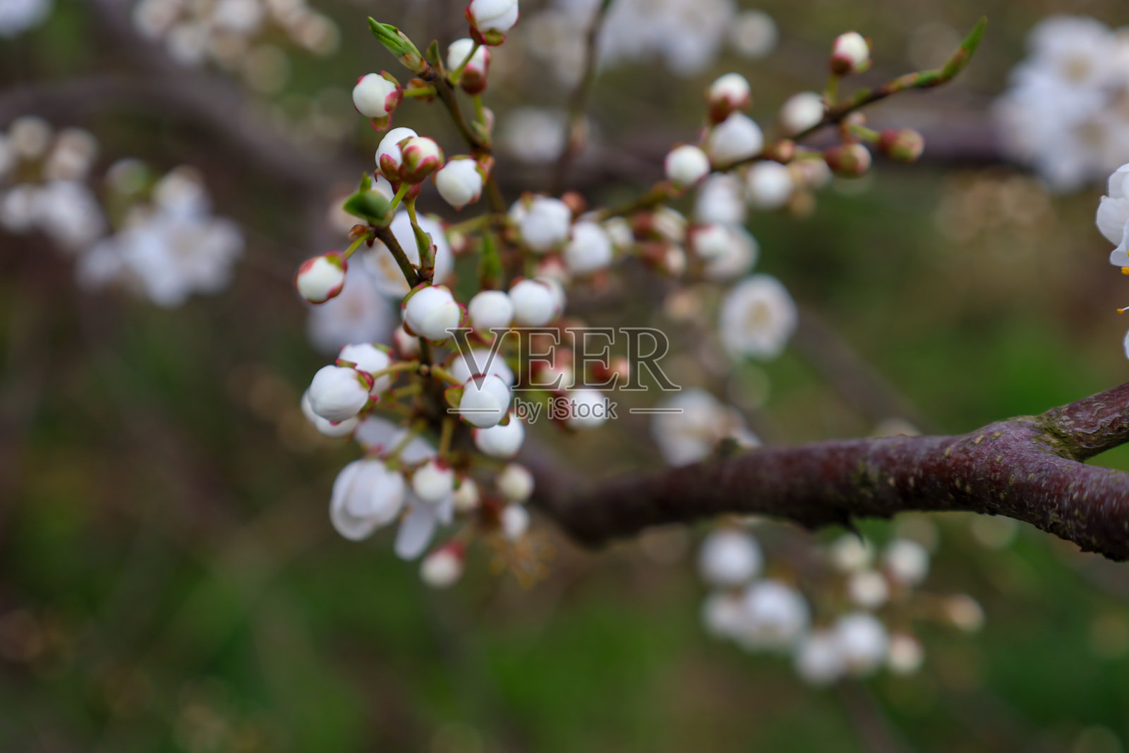 在模糊的绿色背景下，特写镜头展示了一根枝条，上面有许多白色花苞，其中一些已经开始绽放成精致的花朵。照片摄影图片