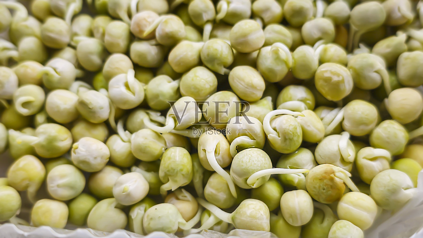 微型绿叶菜。在家种植豌豆。逐步指导。照片摄影图片