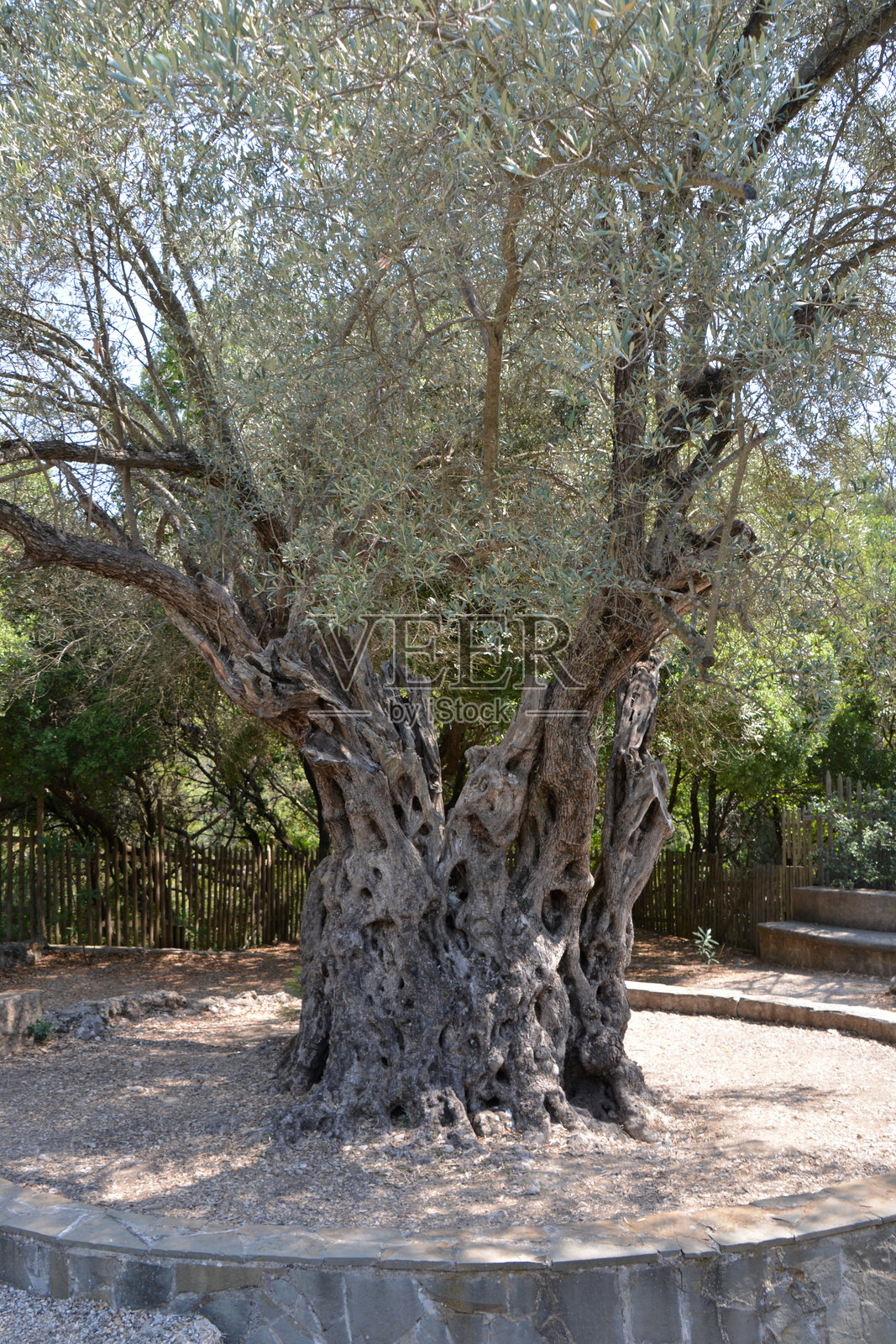 古老的橄榄树在阳光下挺立照片摄影图片