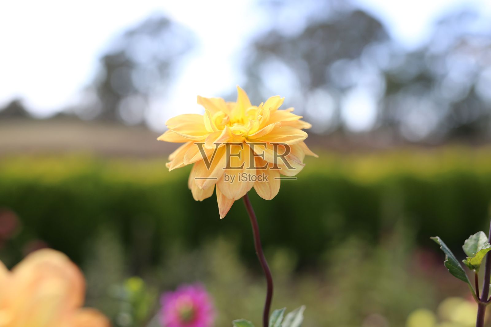 盛开的黄色花朵照片摄影图片