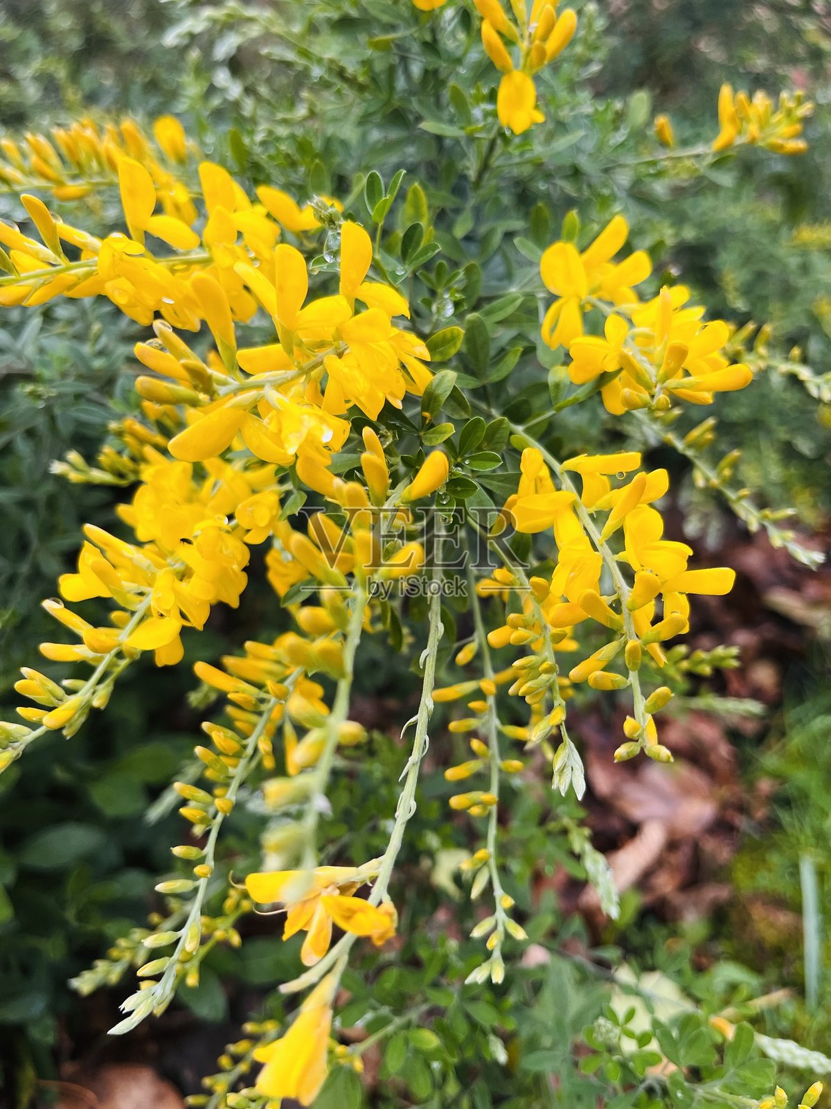 金黄色的春天花朵照片摄影图片
