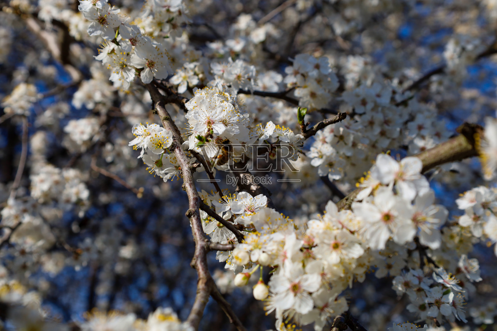 盛开的树枝上密密麻麻地覆盖着小白花，花心是黄色的。一只蜜蜂在其中一朵花上采集花蜜。照片摄影图片