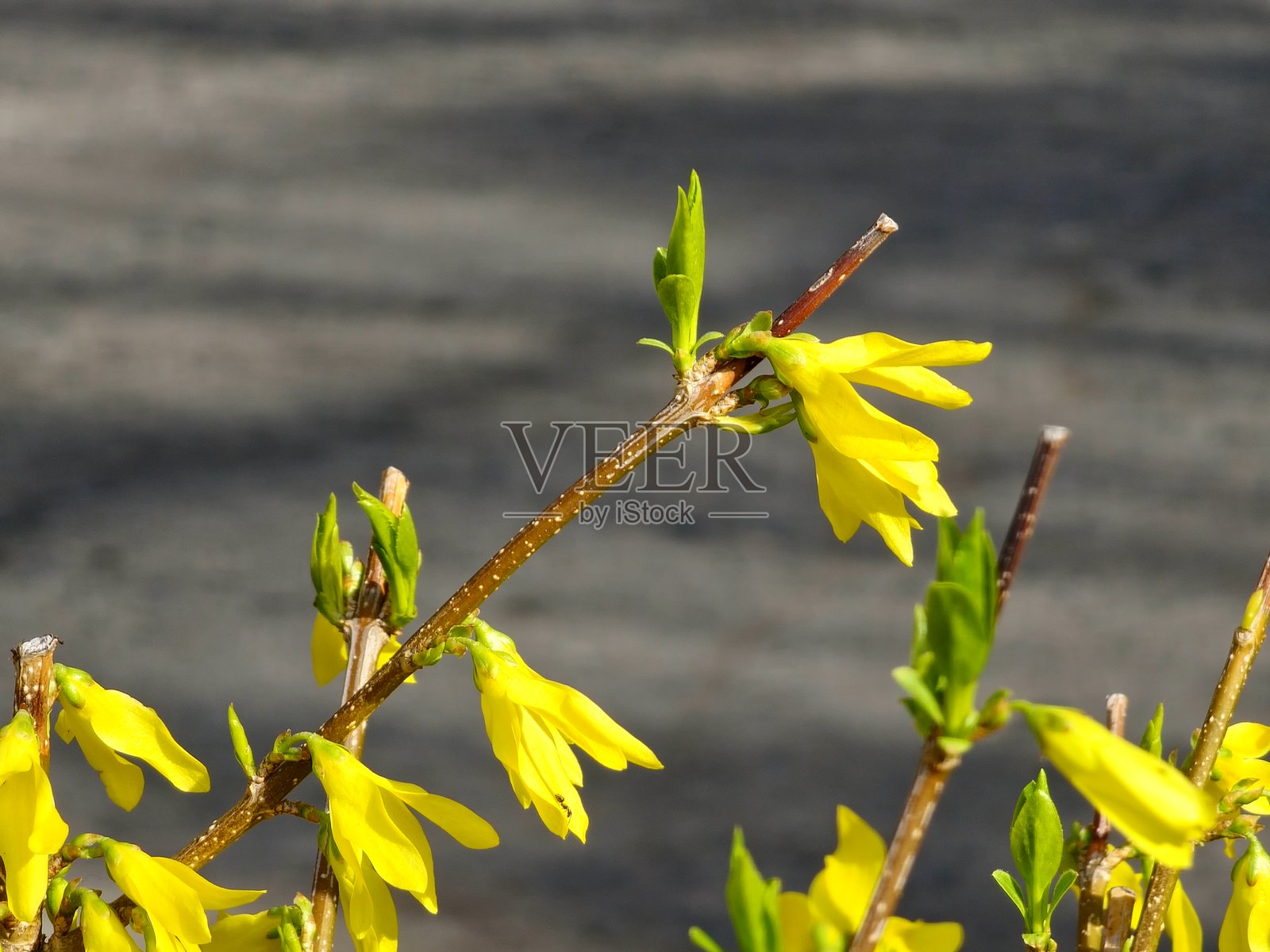 早春黄色连翘花的特写。照片摄影图片