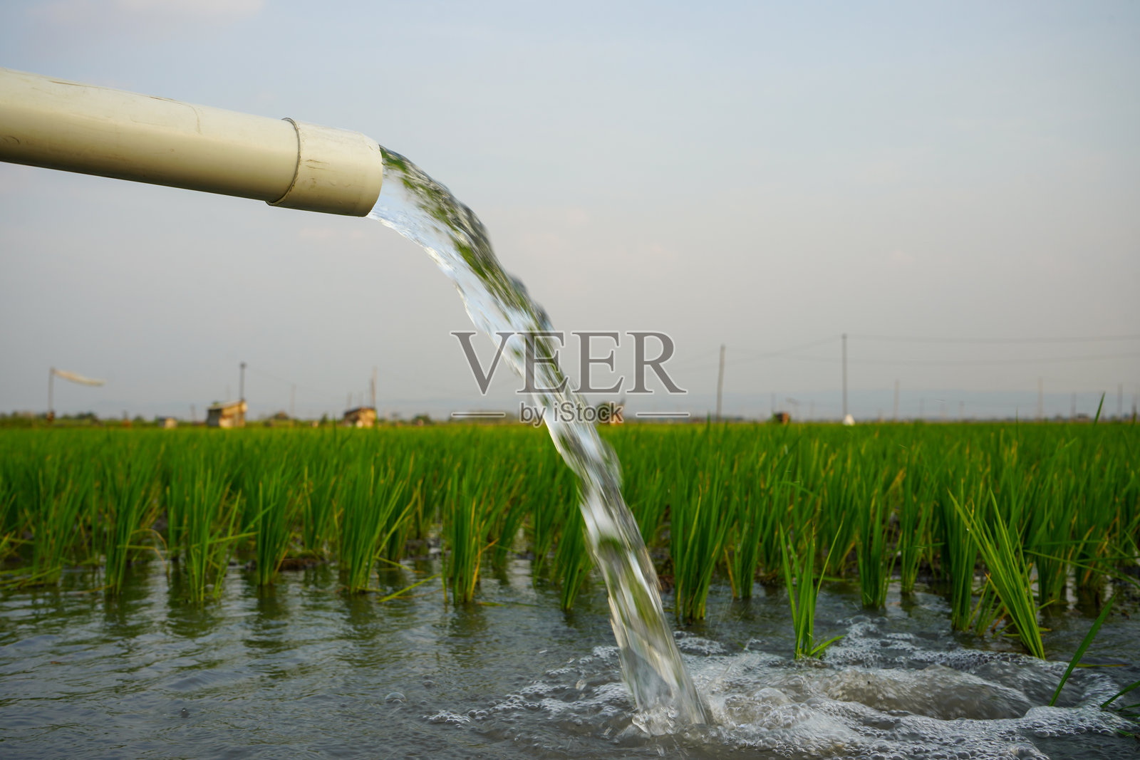 使用泵井灌溉稻田，通过将水从地下抽取并流入稻田的技术。水从灌溉渠系统抽取的泵站。照片摄影图片