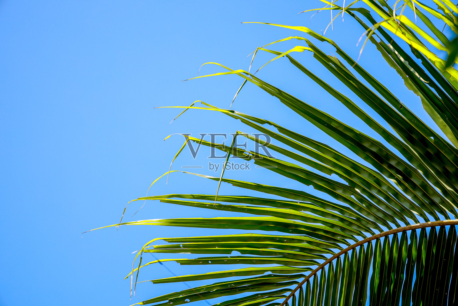 棕榈叶映衬着明亮的蓝天照片摄影图片