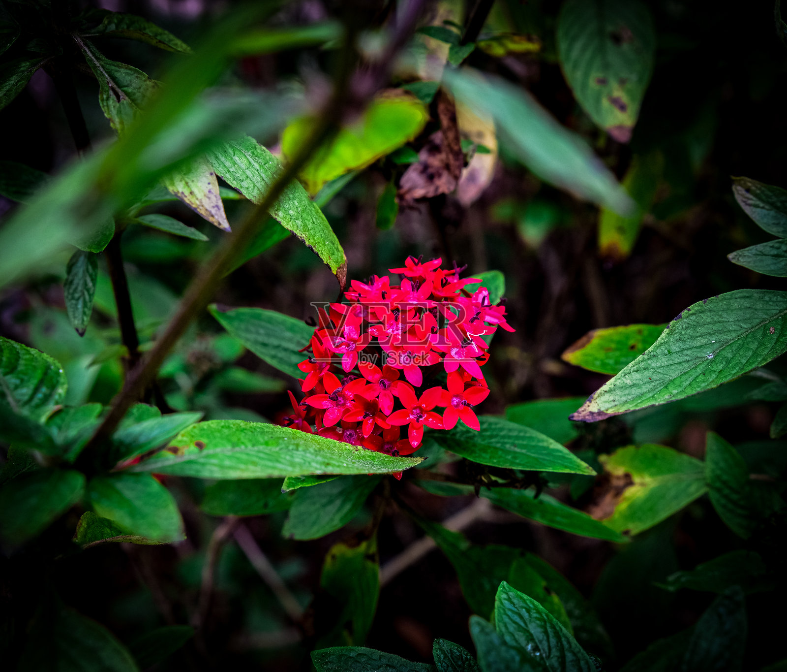 在本格特省的碧瑶市盛开的五色花。照片摄影图片