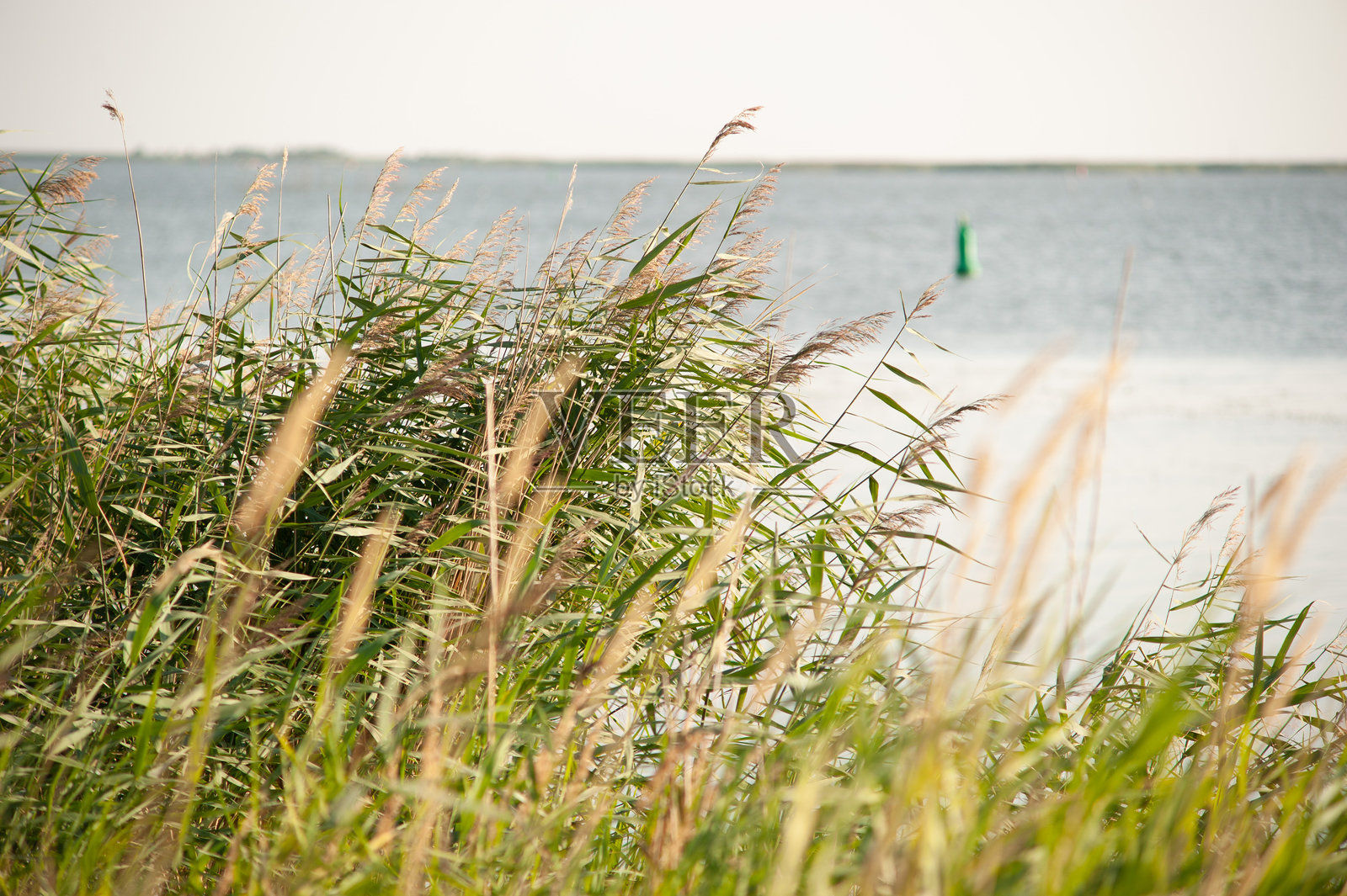 水边的芦苇与浮标照片摄影图片