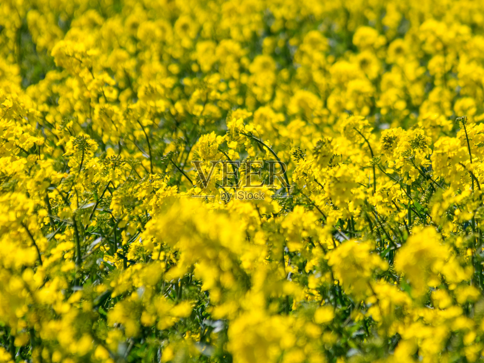 芥菜或带黄色花朵的绿芥菜植物照片摄影图片