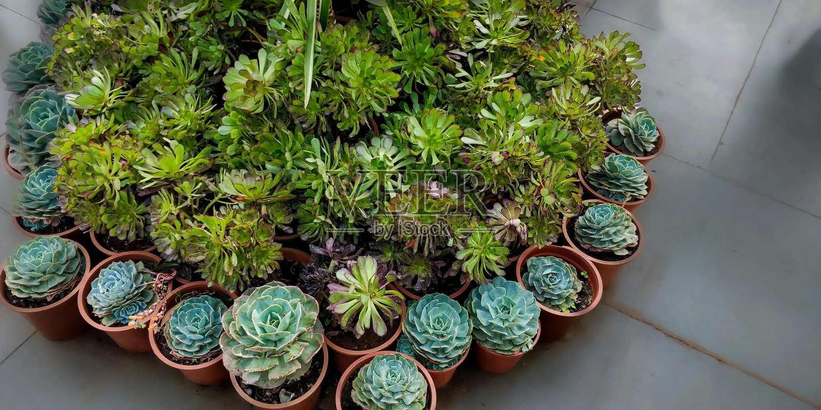 母鸡与小鸡植物照片摄影图片