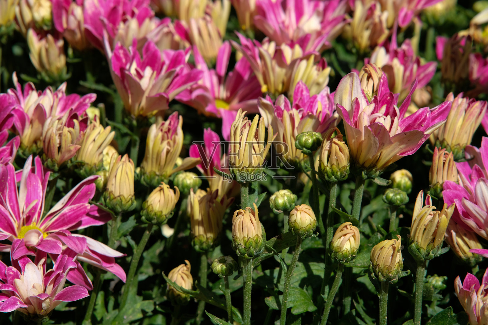 北部花卉阿托克本盖特的双色菊花照片摄影图片