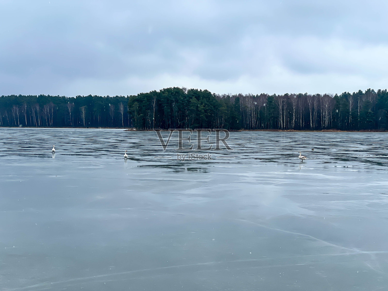 天鹅在冰上行走。插图表达了被冷落或处于困境、无所依靠的说法。照片摄影图片