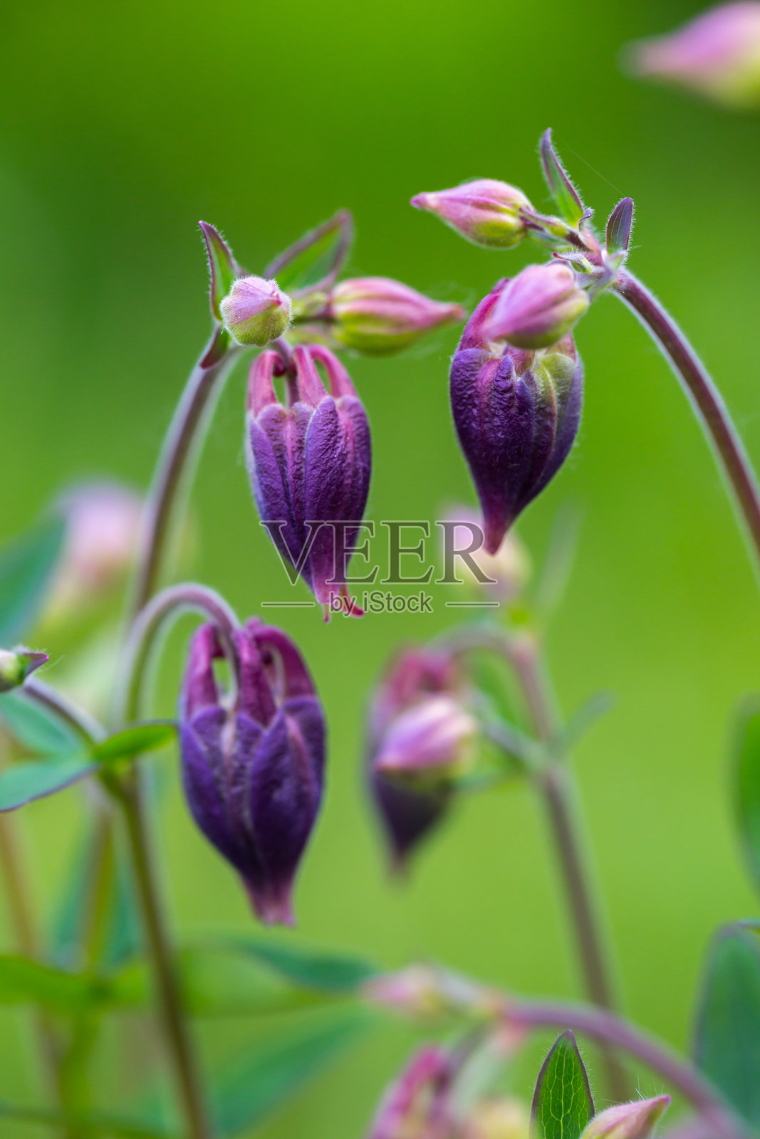 几朵深紫色和粉色的钟形常见蓝钟花特写，花蕊显眼的黄色雄蕊，细长的茎上带有绿色叶子，背景模糊。照片摄影图片