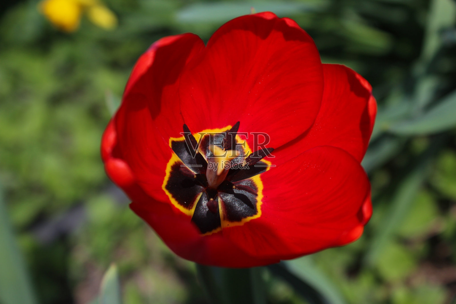 花园里美丽的红色郁金香照片摄影图片