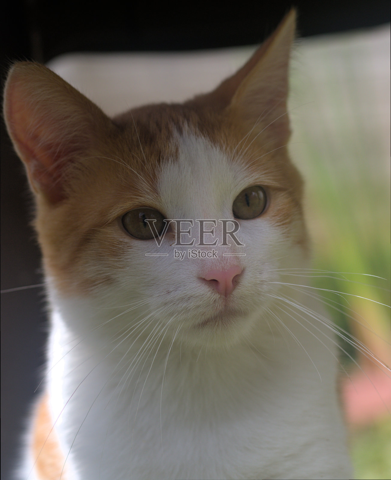 美丽的黄色和白色猫咪的面孔照片照片摄影图片