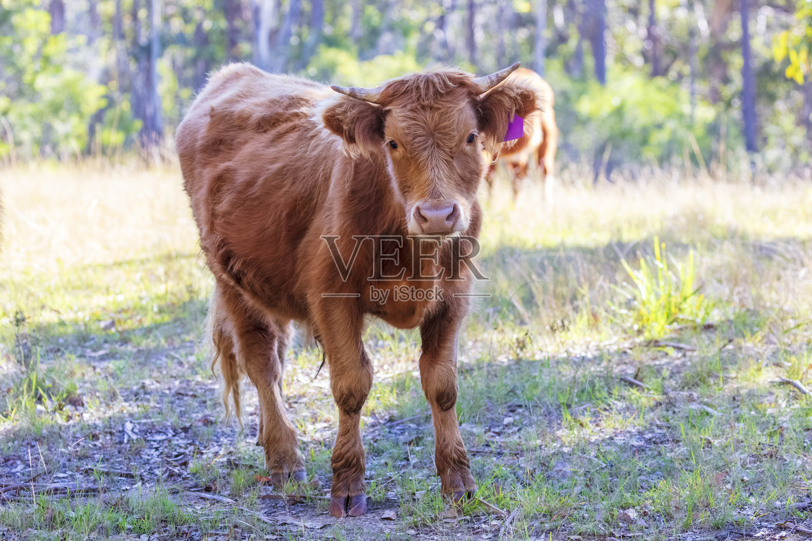 一头好奇而静止的年轻牛在看着镜头照片摄影图片