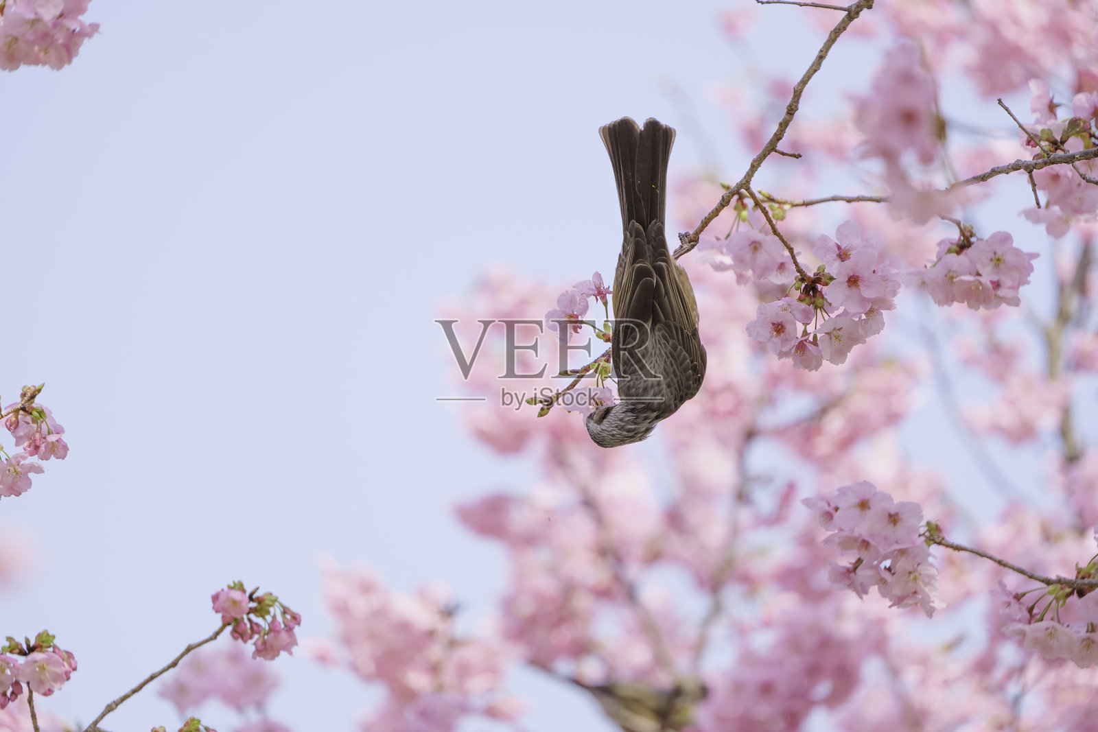 山雀品尝樱花蜜，春天的景色照片摄影图片