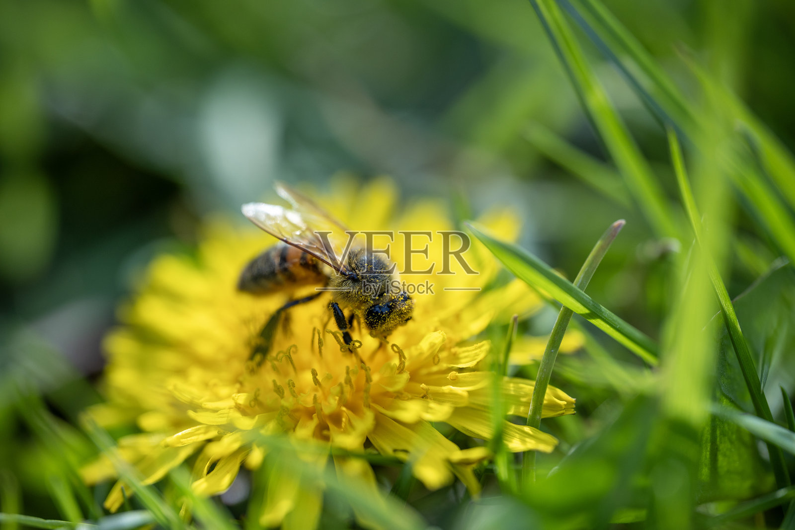 一只沾满黄色花粉的蜜蜂在模糊的绿色背景下，从明亮的黄色蒲公英花中采集花蜜的特写镜头照片摄影图片