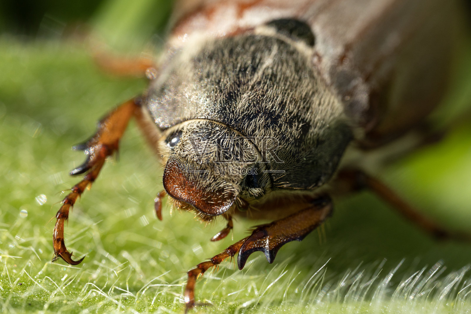 一只棕色的金龟子（也称为五月虫）特写，毛茸茸的身体坐在绿色的叶子上；这些甲虫以对植物造成损害而闻名。照片摄影图片