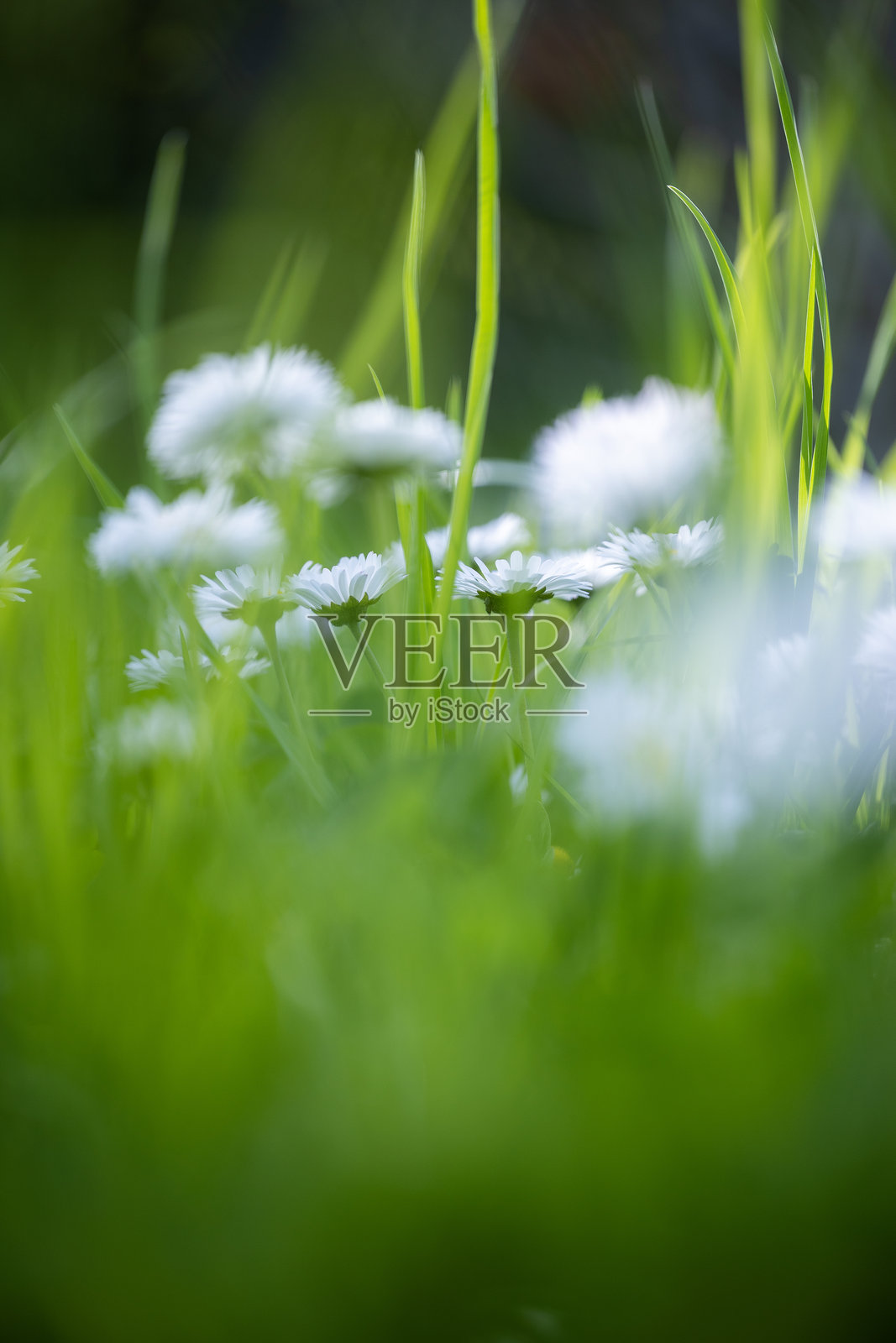 一片绿草如茵的田野，布满了许多小白雏菊，每朵都有一个明亮的黄色花心，展现出春天的景象。照片摄影图片