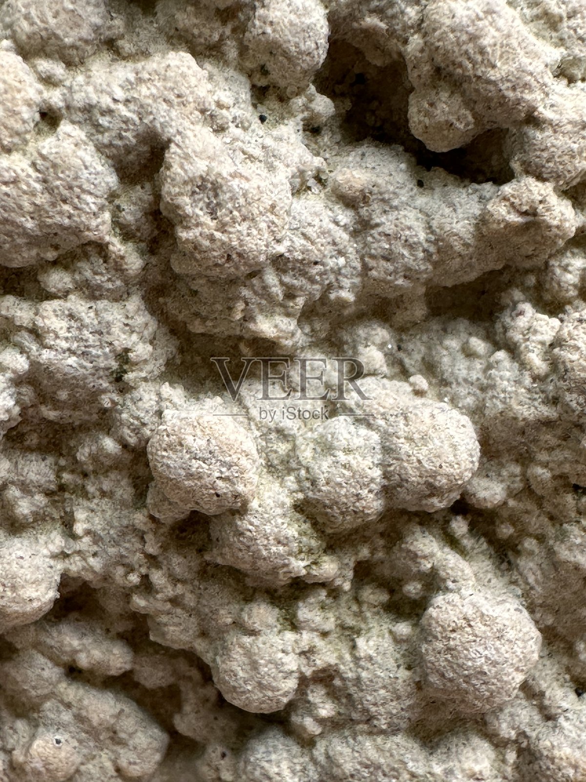 沉积岩中带有聚集结节图案的化石海洋纹理照片摄影图片