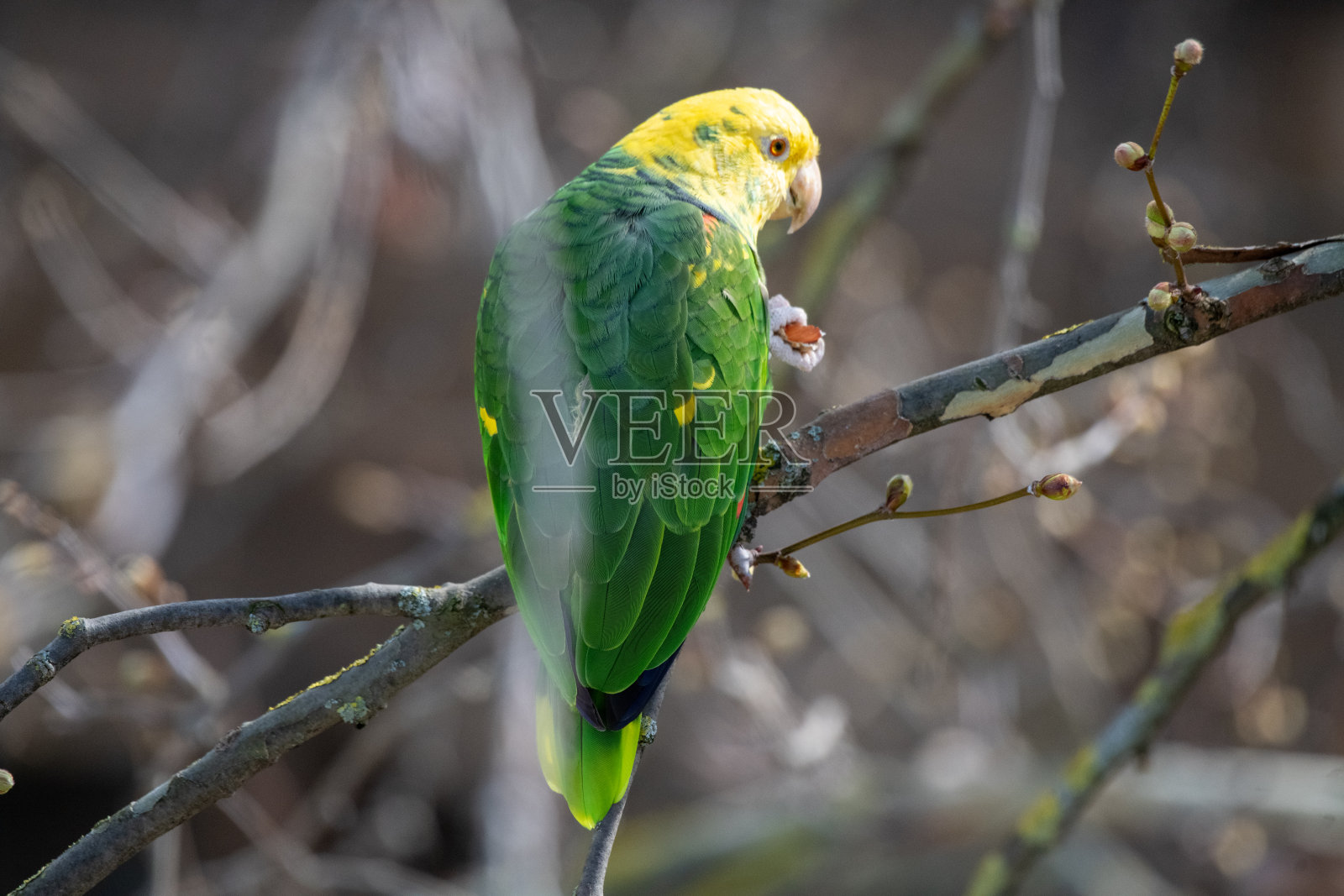 黄头亚马逊鹦鹉坐在梧桐树的枝头上吃花生照片摄影图片