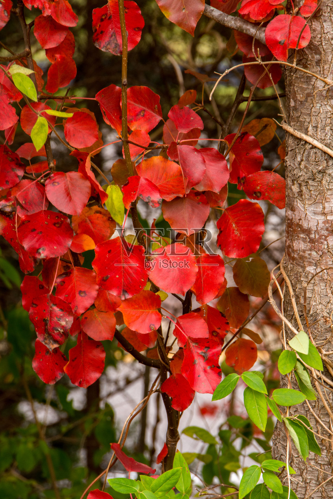秋天的色彩 - 鲜艳的红叶照片摄影图片