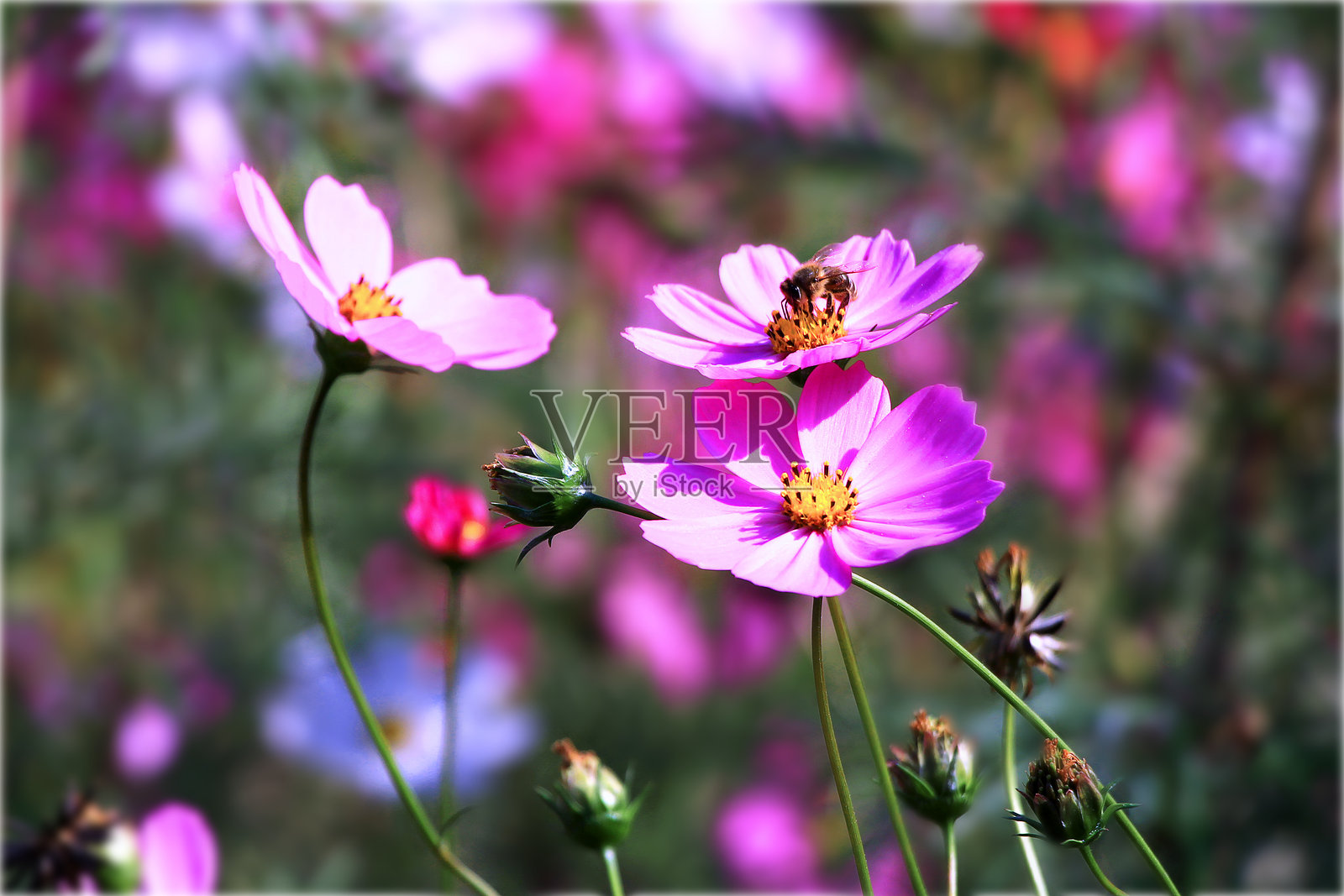 春天花园里的粉色花朵照片摄影图片