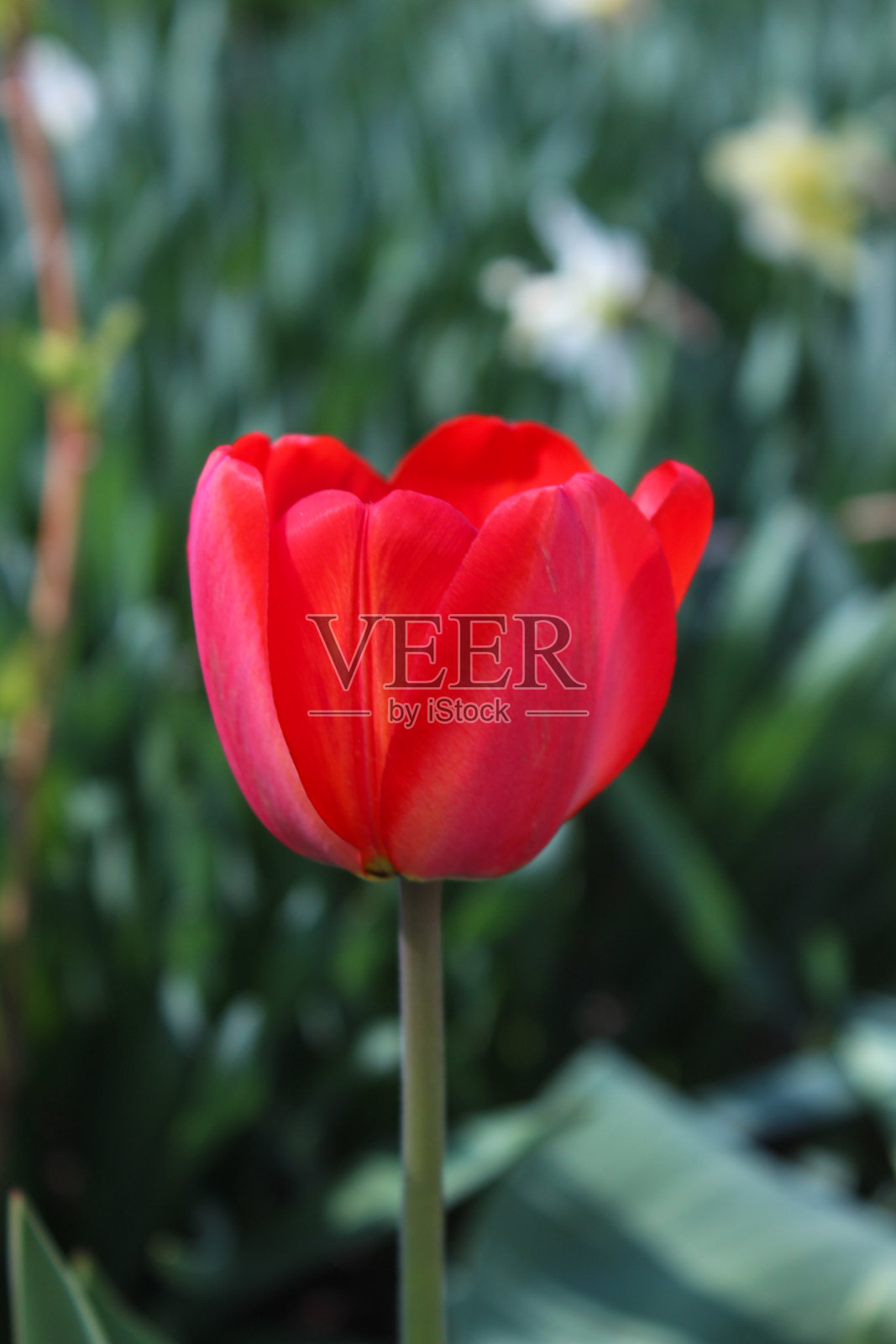 花园里美丽的红色郁金香照片摄影图片